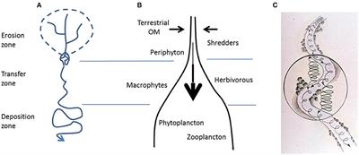 Riparian Corridors: A New Conceptual Framework for Assessing Nitrogen Buffering Across Biomes